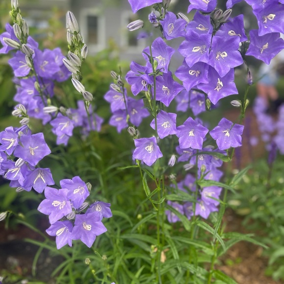 Meet your Posher, Leslie-anne - Picture 2 of 2